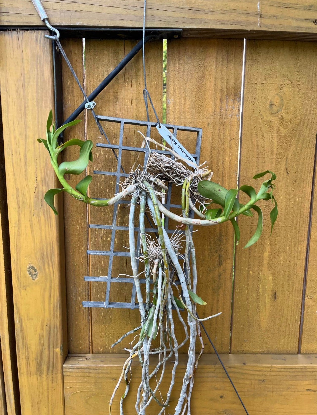 Dendrobium Nestor