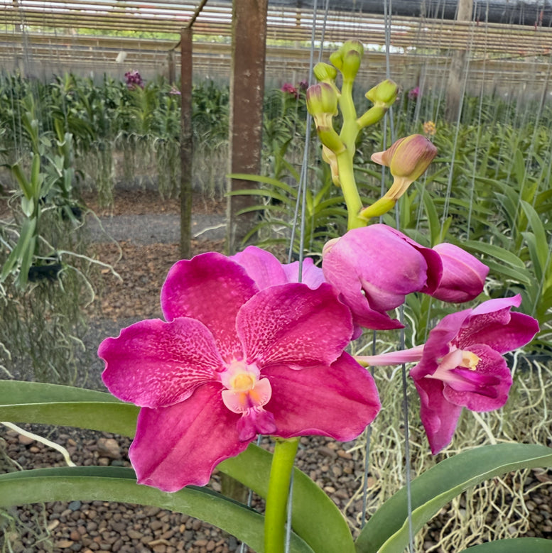 Vandas Raspberry Ruffle
