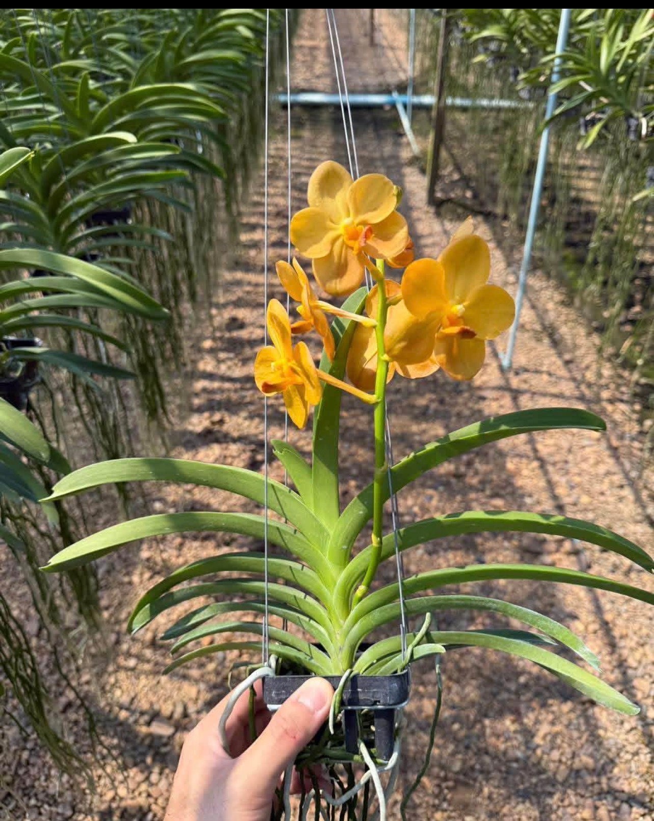 Vanda Chartreuse Gold
