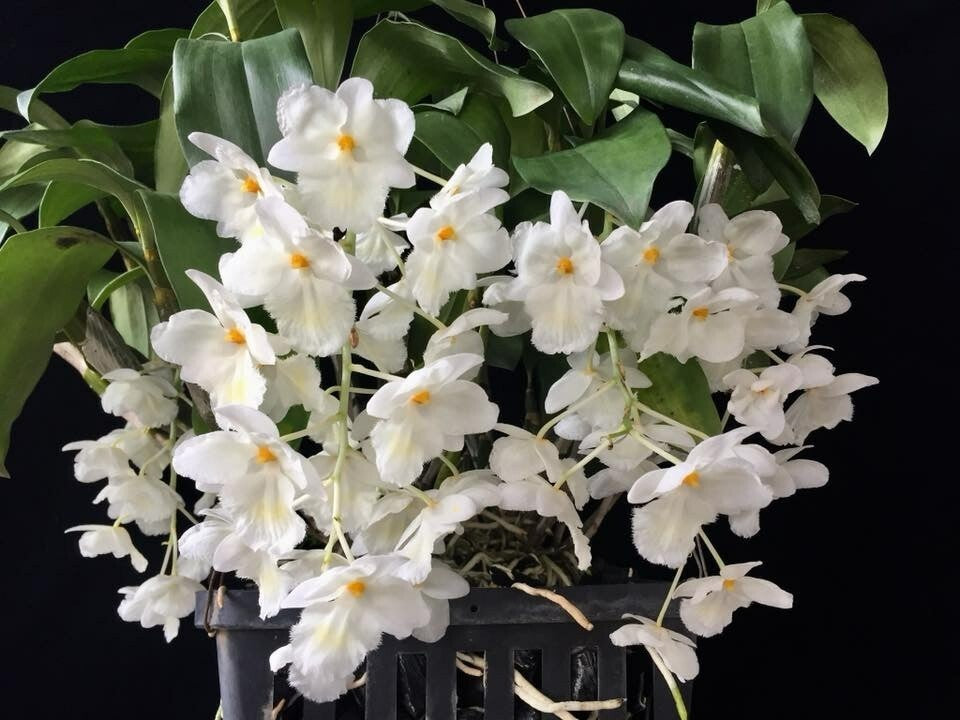 Jumbo Size Dendrobium Farmeri Alba- Species