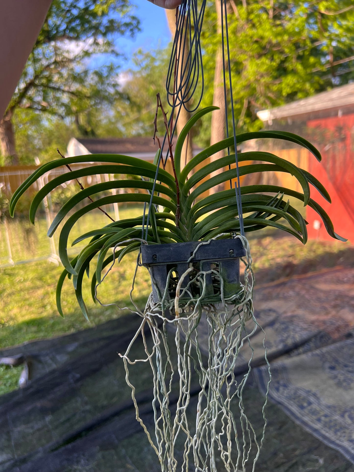 Vanda Lou Sneary - Purple