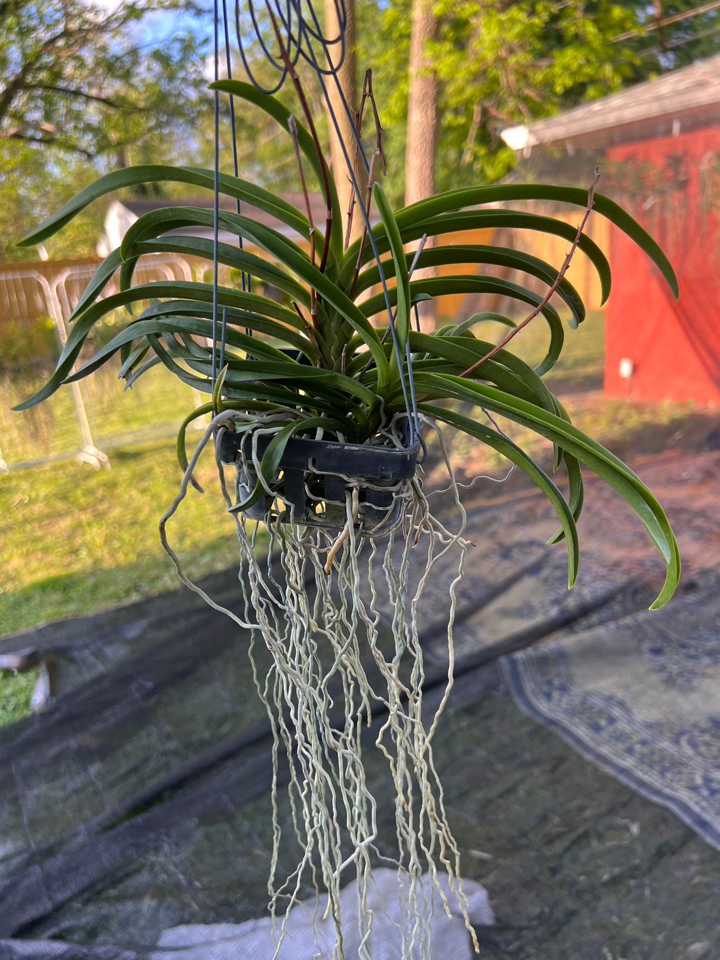 Vanda Lou Sneary - Purple