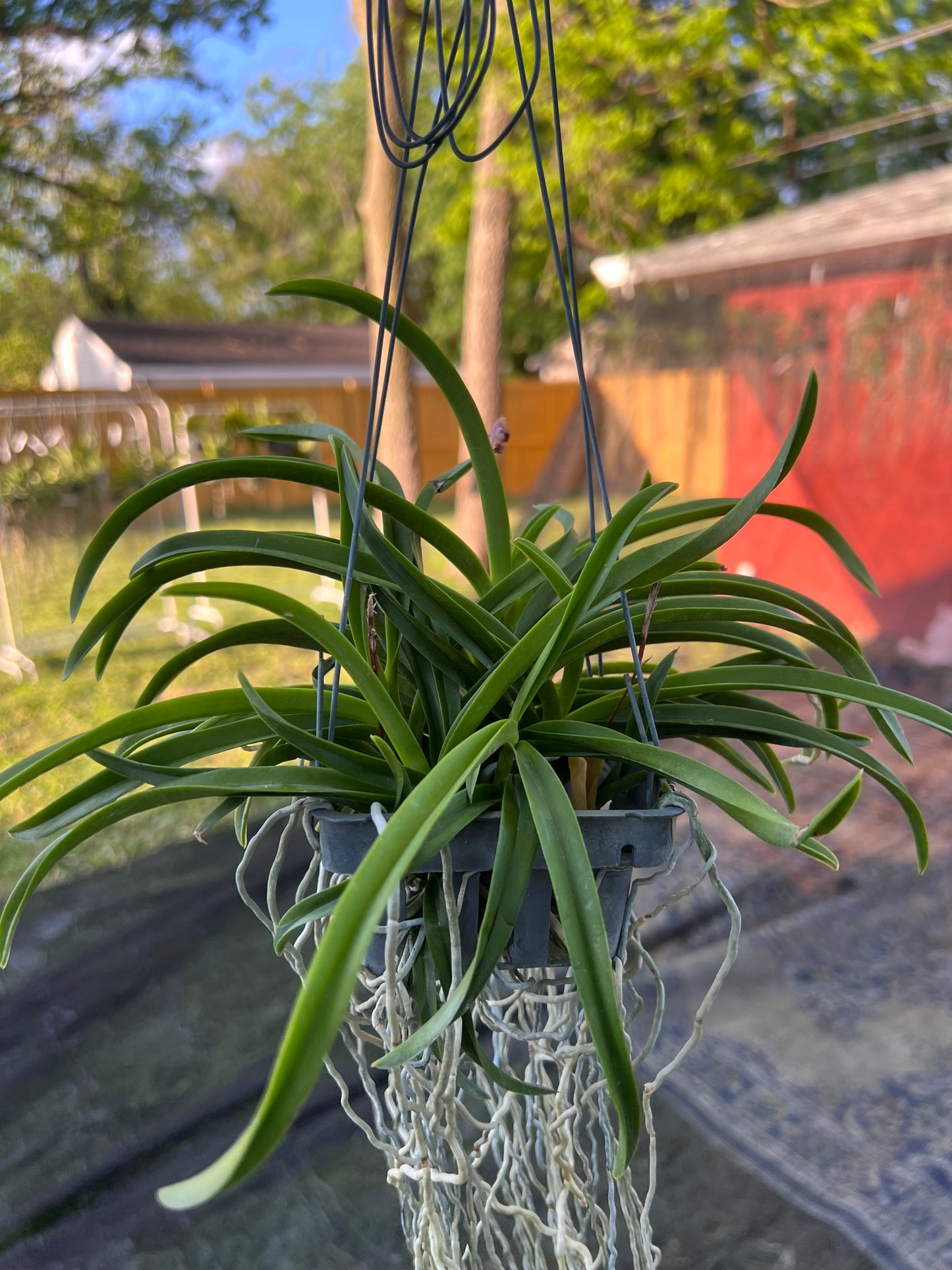 Vanda Lou Sneary - Purple