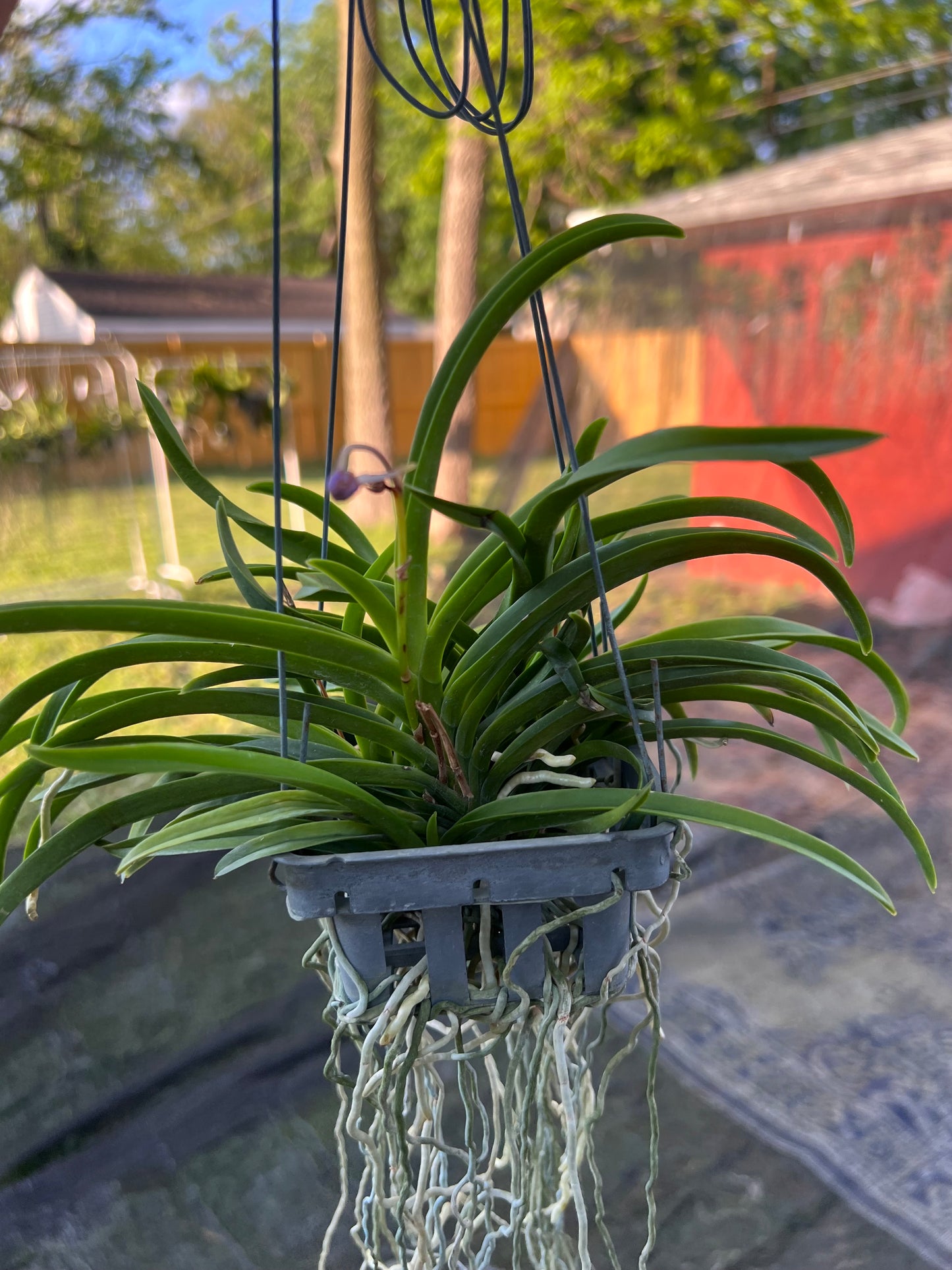 Vanda Lou Sneary - Purple