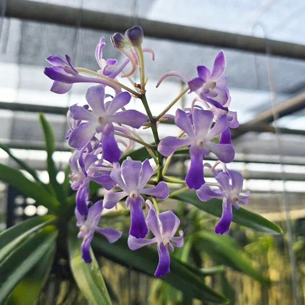 Vanda Lou Sneary - Purple